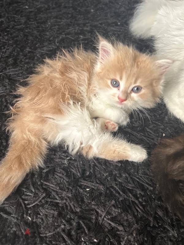 kitten for sale 7