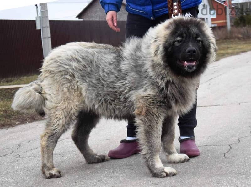 Caucasian Shepherd Dog For Sale From Europe With FCI Pedigree 0