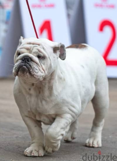 English Bulldog For Sale Female With FCI Pedigree