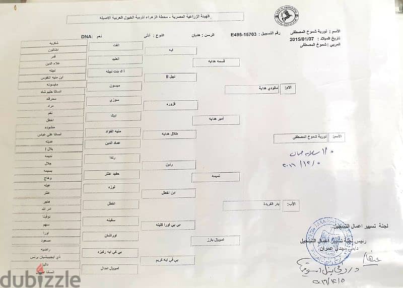 لهواة التمييز أجمل فرس عربى فى مصر منتجة الأبطال 2