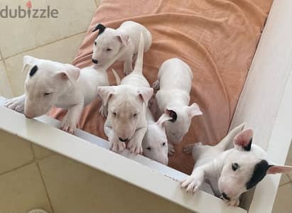 Miniature Bull Terrier