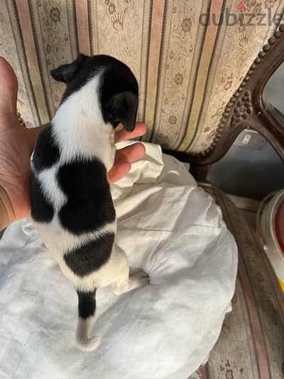 jack Russell  جاك راسل