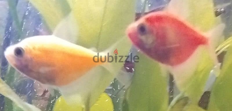 4 skirt color tetras 1