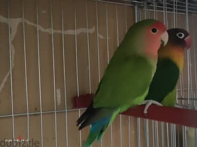 love bird