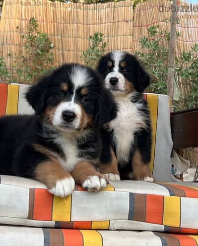 Bernese