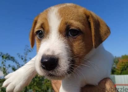 Jack Russell terrier females smooth coated from Russia