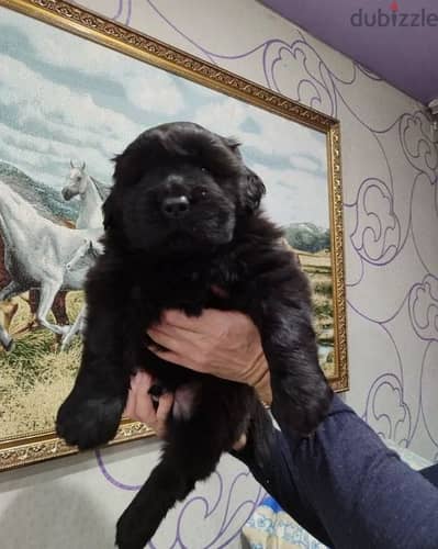 Tibetan mastiff puppy boy from Russia