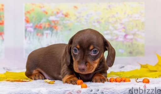 Miniature dachshund puppy boy from Russia