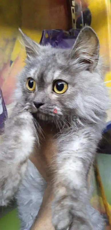 قطط شيرازي بيور65581054531457125