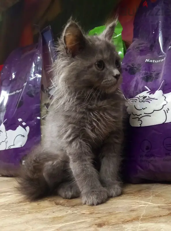 قطط شيرازي بيور65581054531457128