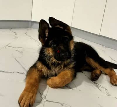 German shepherd puppy female from Russia