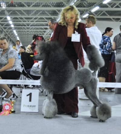 Male Standsrd Poodle for Mating