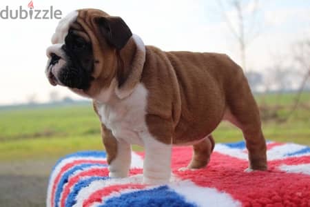 English Bulldog for Sale Female From Europe with FCI Pedigree