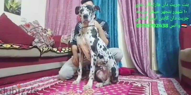 great Dane جريت دانgreat dan 0