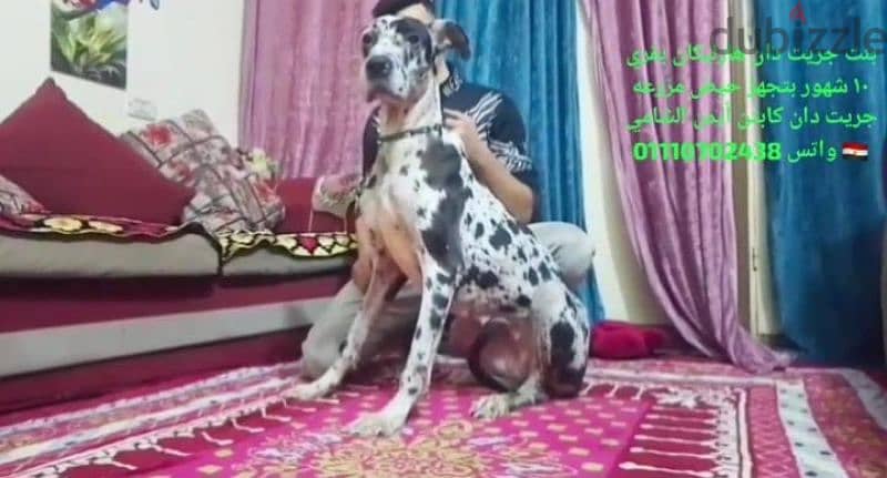 great Dane جريت دانgreat dan 1