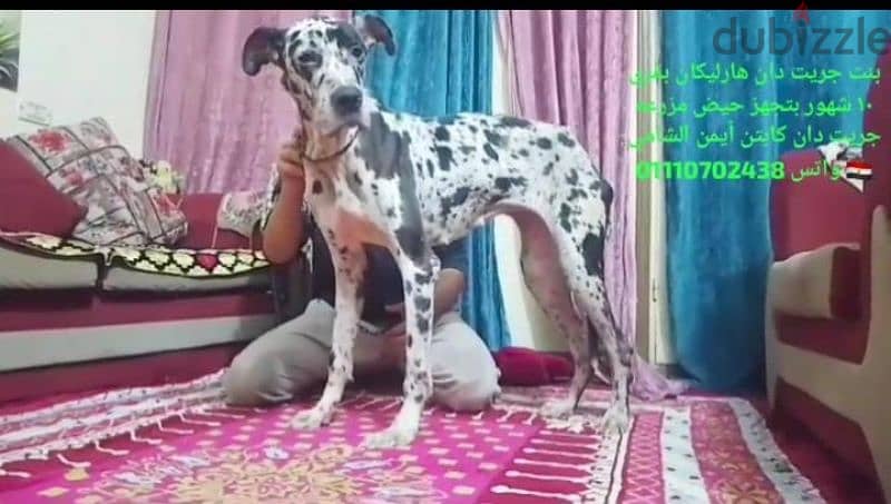 great Dane جريت دانgreat dan 2