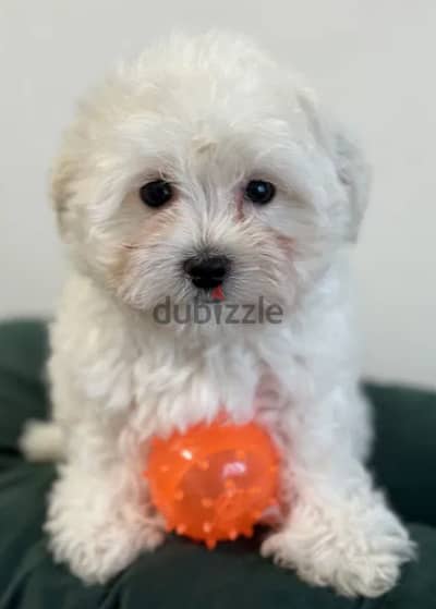 Maltipoo