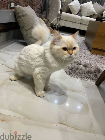 cat for adoption للتبني