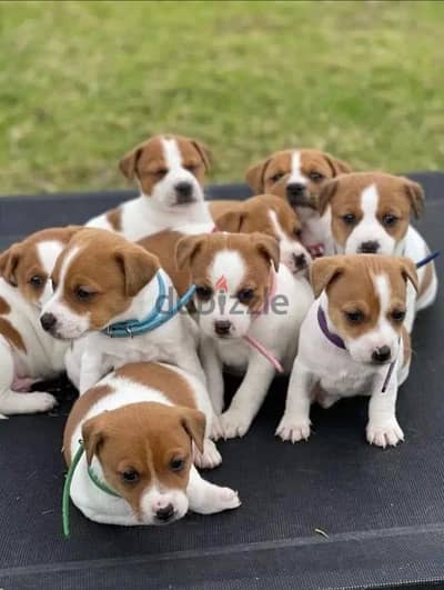 Jack Russell puppies