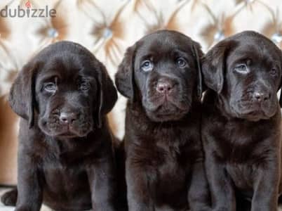 labrador retriever puppy boy from Russia