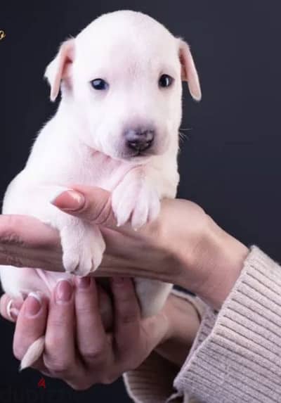 Italian greyhound puppy female from Russia