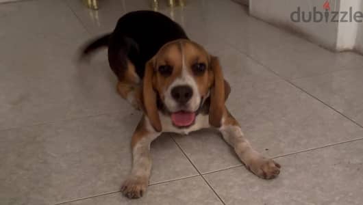 beagle