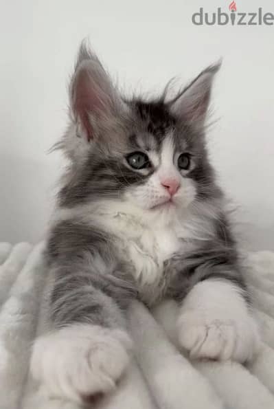 Maine coon kitten boy from Russia