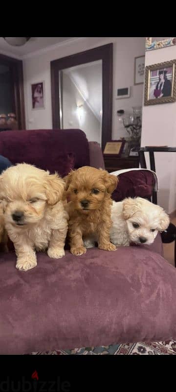 maltipoo puppies جراوي مالتيبو 0