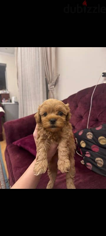 maltipoo puppies جراوي مالتيبو 1