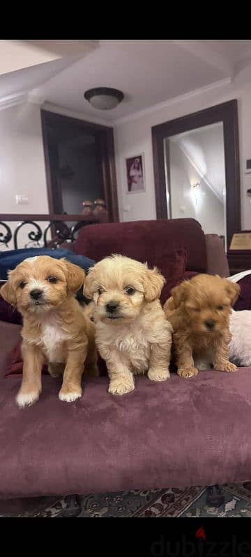 maltipoo puppies جراوي مالتيبو 2