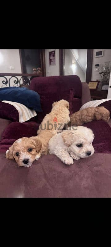 maltipoo puppies جراوي مالتيبو 3