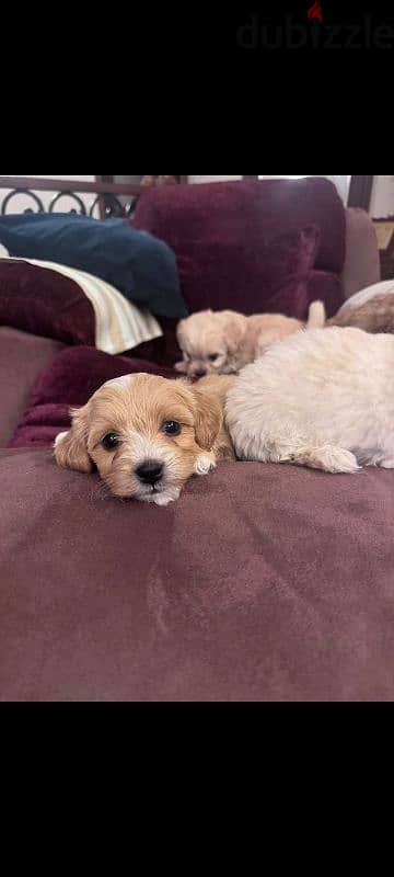 maltipoo puppies جراوي مالتيبو 4