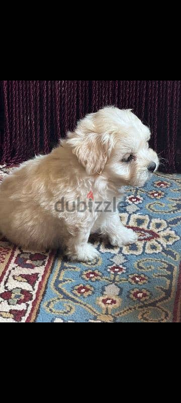 maltipoo puppies جراوي مالتيبو 7