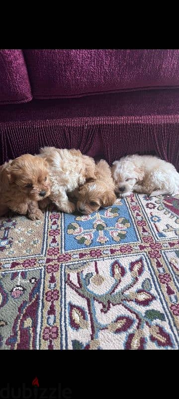 maltipoo puppies جراوي مالتيبو 8