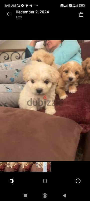 maltipoo puppies جراوي مالتيبو 9