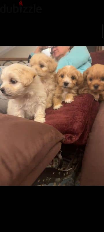 maltipoo puppies جراوي مالتيبو 10