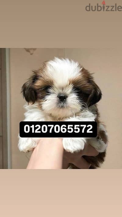 shih tzu شيتزو