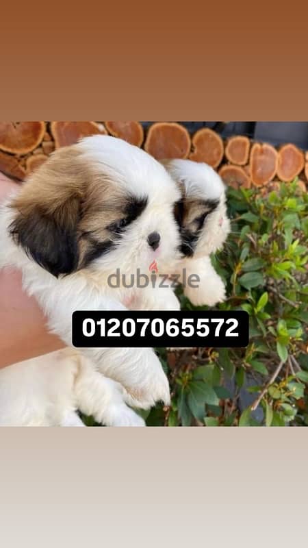 shih tzu شيتزو 0