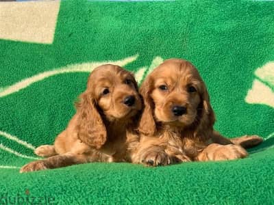 cocker spaniel كوكر اسباني