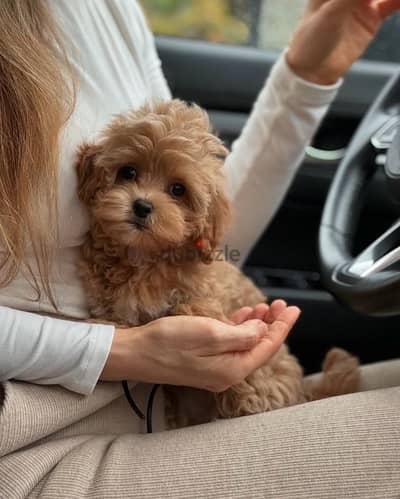 maltipoo puppies جراوي مالتيبو