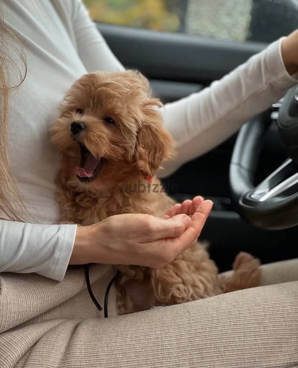 maltipoo puppies جراوي مالتيبو 1