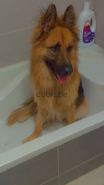 German shepherd dog    كلب جيرمن شيبرد