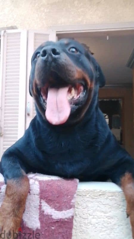 كلب دكر روت وايلر الماني  Rottweiler male 0