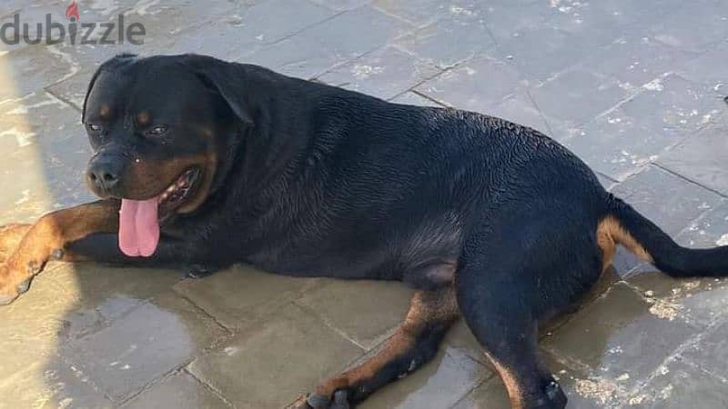 كلب دكر روت وايلر الماني  Rottweiler male 1