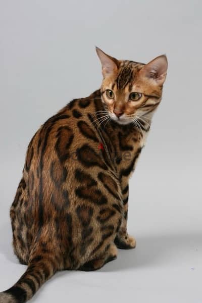 Bengal