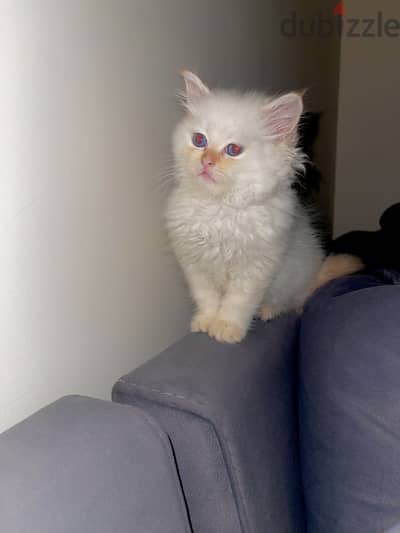 Snow is 3 months old and is a Himalayan kitten