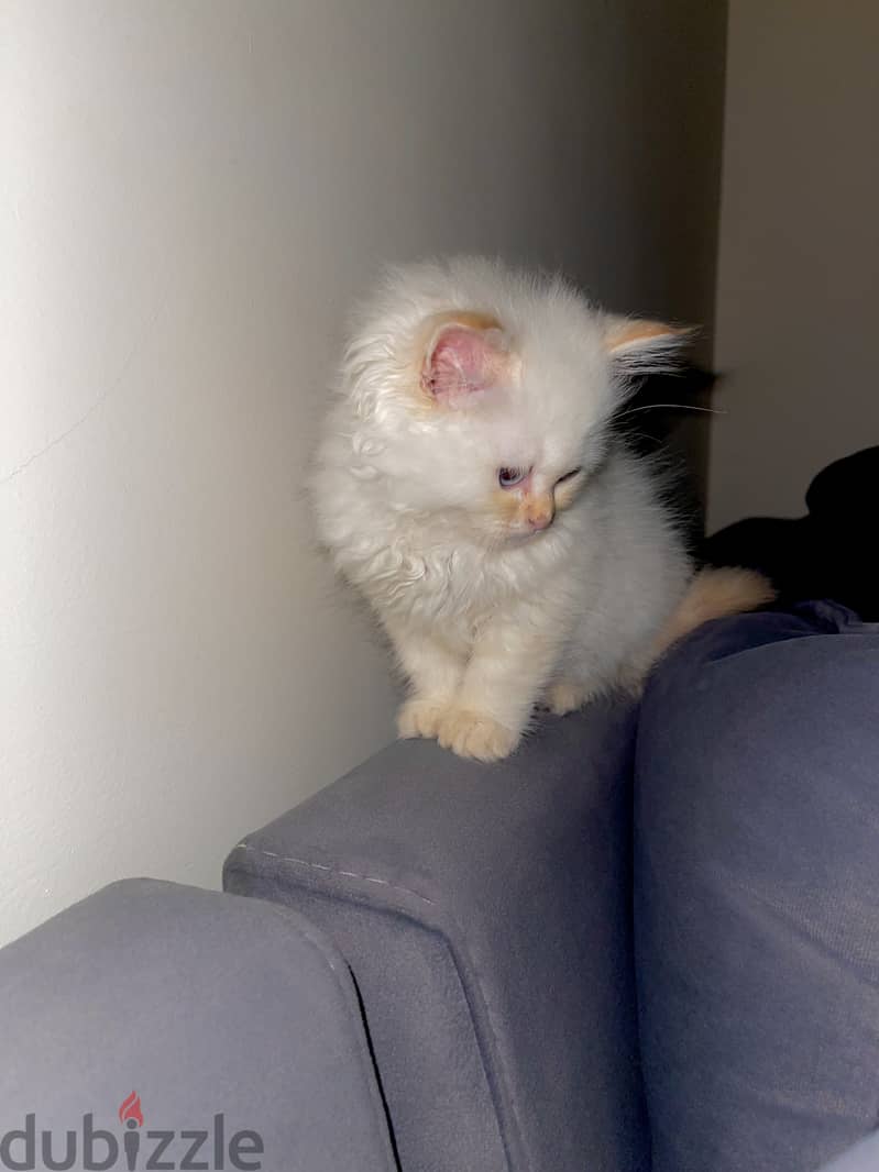 Snow is 3 months old and is a Himalayan kitten 1