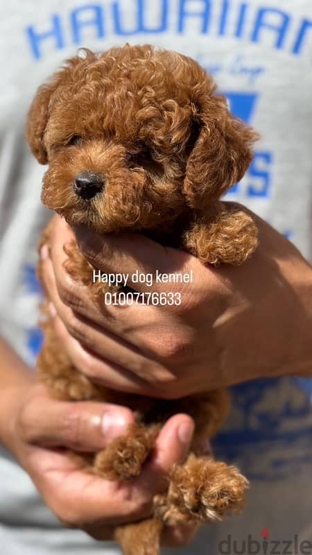 teacup poodle puppies top quality in egypt 0