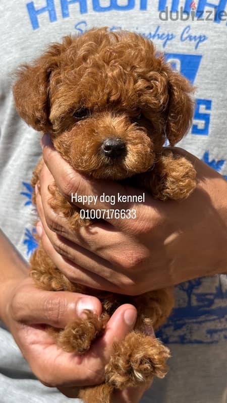 teacup poodle puppies top quality in egypt 1