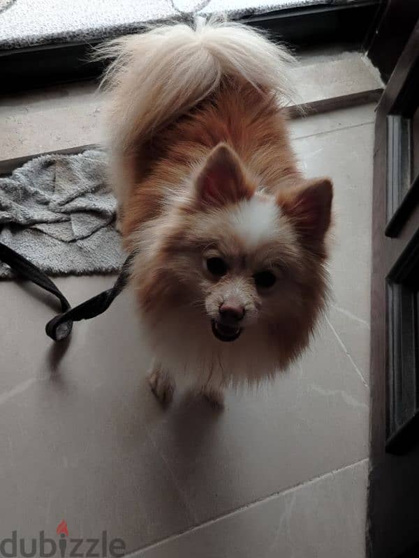 Pomeranian Male 0